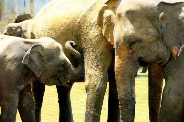 Elephants at Pinnawala elephant orphanage