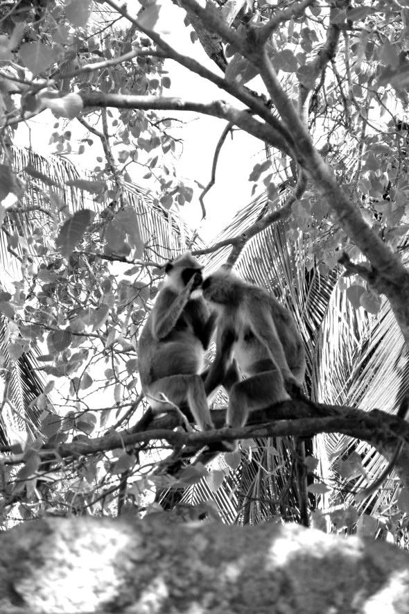 Probably wipping poo on each other - dirty freaks. 