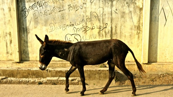 Even donkeys take part
