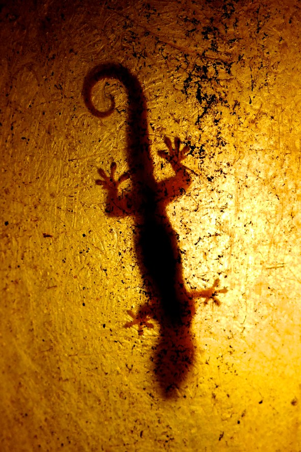 Gecko